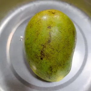 Mangga muda 1 buah