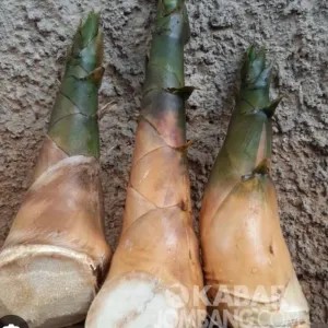 Rebung/ sayur bambu  1 biji