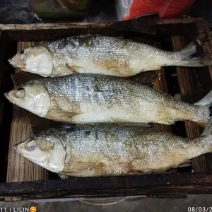 bandeng presto besar