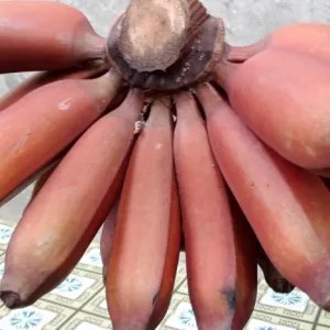 pisang raja merah