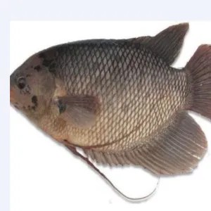 GURAME 1 EKOR + BUMBU IKAN BAKAR + BAHAN SAMBAL KECAP