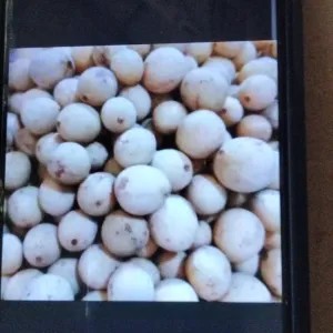 Buah duku pelembag 1kg