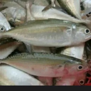ikan kembung banjar