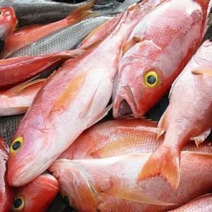 ikan kakap merah besar ukuran 2 kg 2kg
