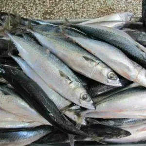ikan salem 1kg
