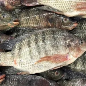 ikan mujair segar (hidup) 1kg