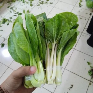 PAKCOY PUTIH + PAKCOY BABY 2per pack