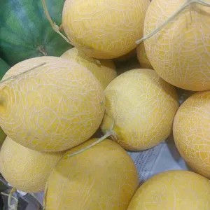 melon intanon madu