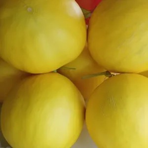 Melon golden langkawi