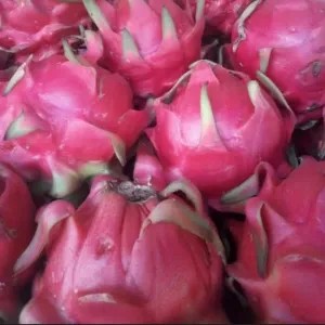 Buah Naga 1kg