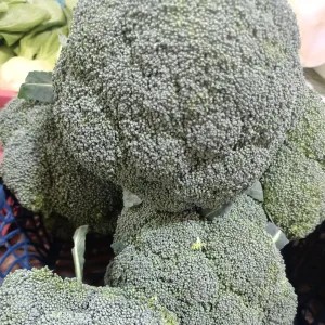 BROKOLI KUALITAS IMPORT