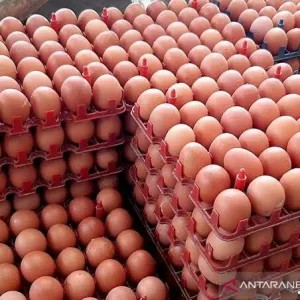 telur ayam eropa jumbo perbutir