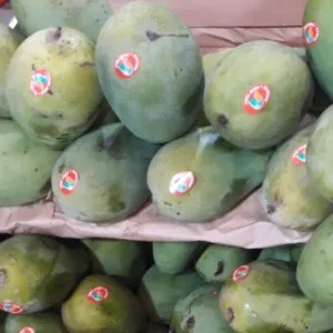 Mangga harum manis 1kg