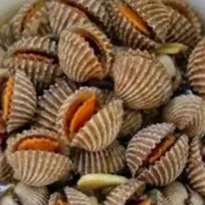 Kerang dara 1kg