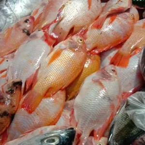 ikan nila 1kg