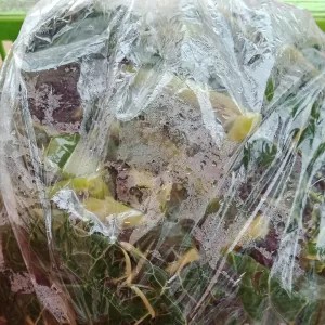 daun singkong rebus 400g