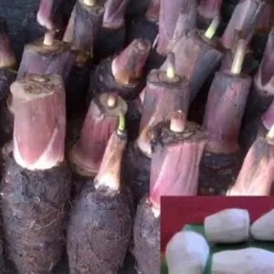 talas pontianak 1kg atau 500g