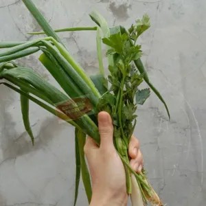 daun bawang seledri