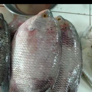 Ikan gurame 1 ekor 1kg