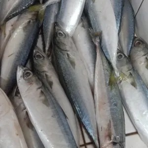 IKAN SALEM 1 KG 1kg
