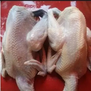 ayam pejantan per ekor