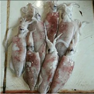 cumi Besar 1kg