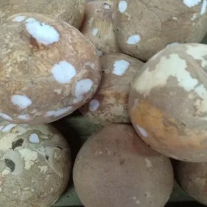 satu biji kelapa tua bulat