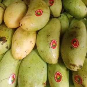 mangga golek