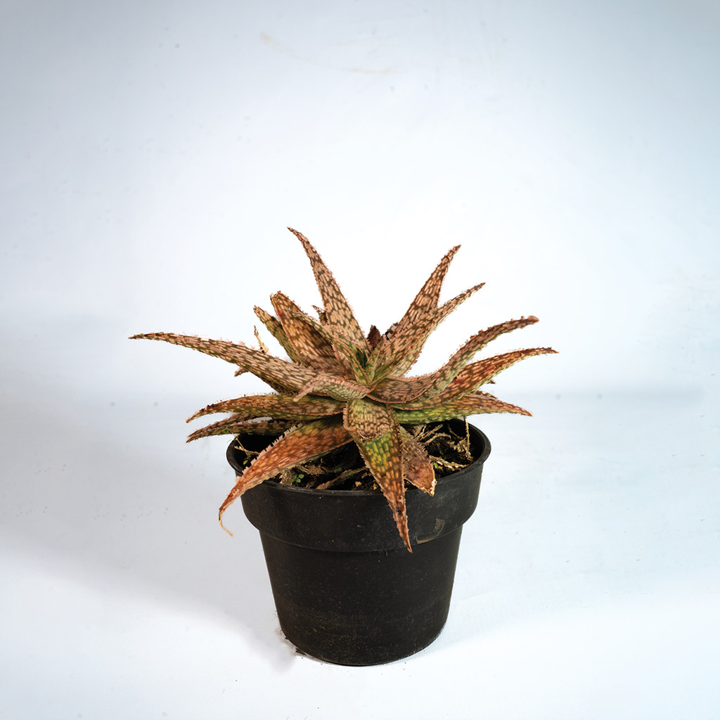 Shirushi Aloe TCT Solar Fire