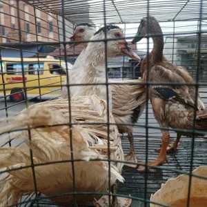 bebek entok betina