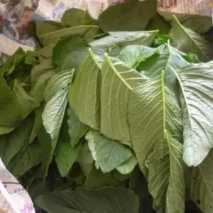 Bayam petik per pack