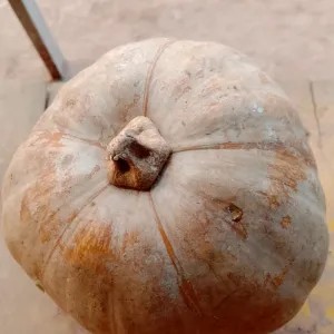 labu kuning 1kg