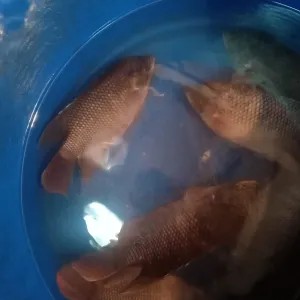 ikan gurame 1kg