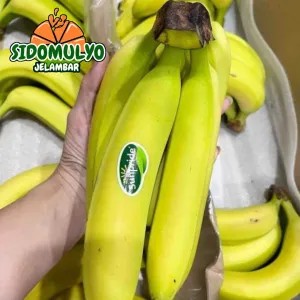 Pisang Cavendish Sunpride