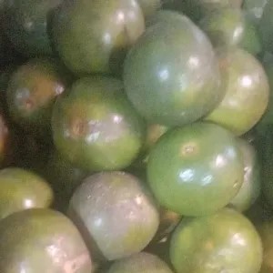 jeruk peras 1kg