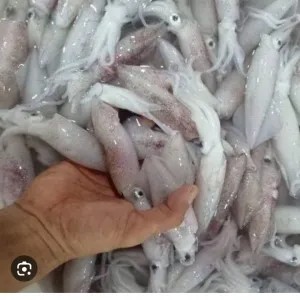 cumi-cumi segar 1 kg baby
