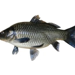 Ikan Mas Hidup 1kg