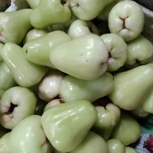 jambu madu air 1kg
