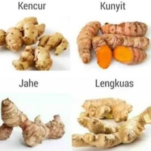 Kencur + Kunyit + Jahe + Lengkuas