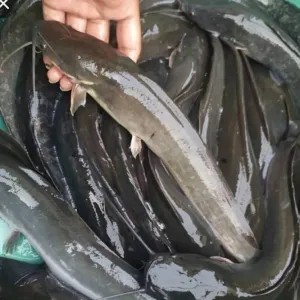 IKAN LELE 1kg