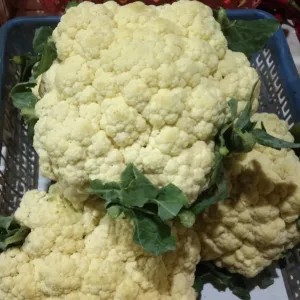 brokol putih/500gr