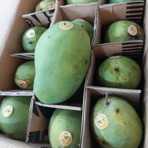Mangga Harum Manis premium per kg