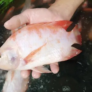 ikan nila hidup 1kg isi 3