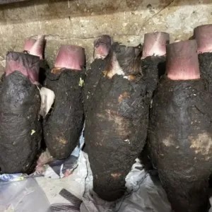 Talas Kalimantan 1per pack