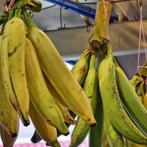 Pisang tanduk 1kg