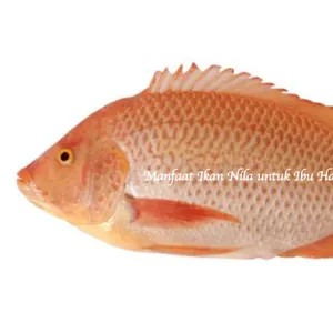 ikan nila/mujair 1kg