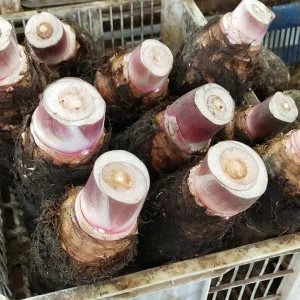 TALAS KALIMANTAN 1per pack