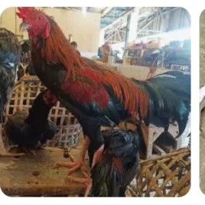 Ayam kampung jago  hidup 1500g
