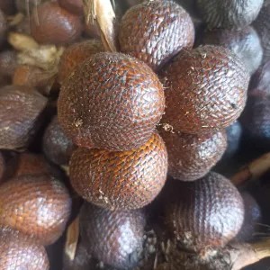 salak gula pasir