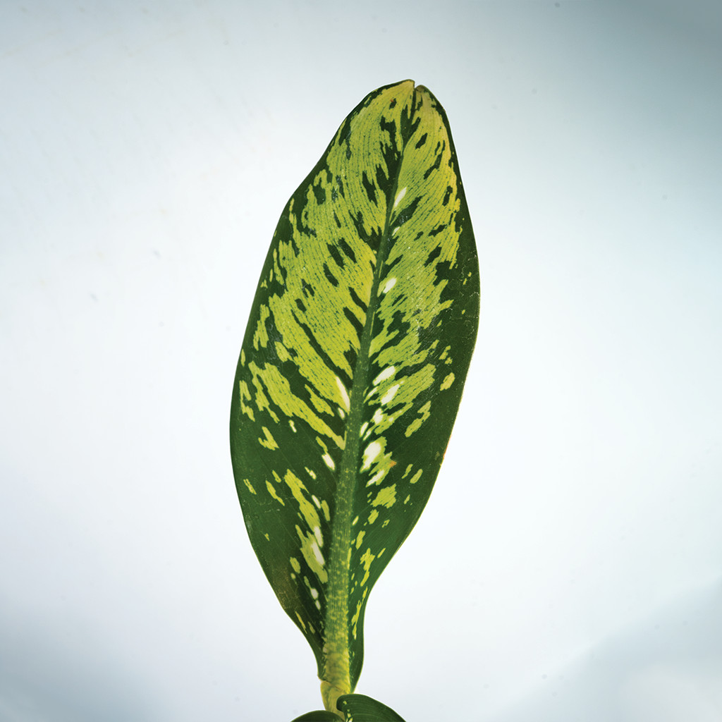 Shirushi Aglaonema Sri Rejeki | Blanceng Hijau